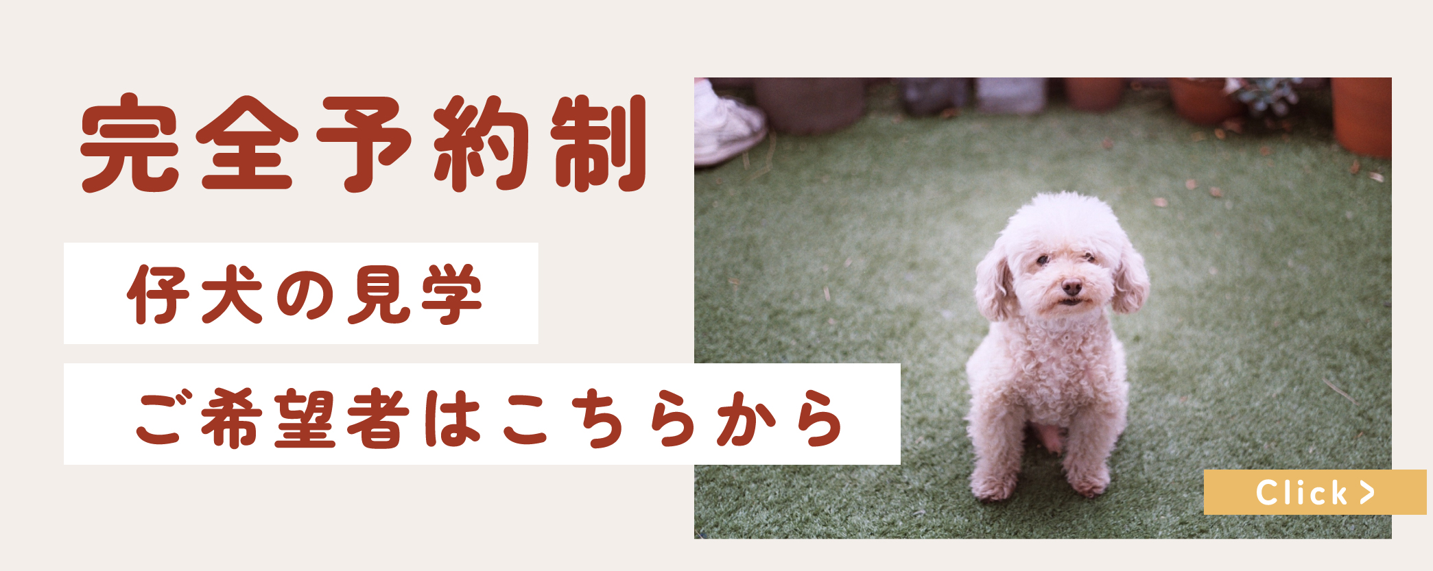 子犬見学の予約